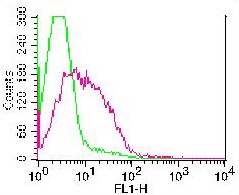 Rat NKG2A/C/E Monoclonal Antibody (Clone: WEN28) FITC Conjugated